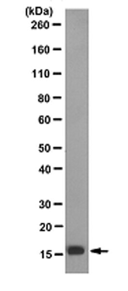 Anti-unmethylated-Histone H3 (Lys9) Antibody, clone 9B1-2G6 | MABE263